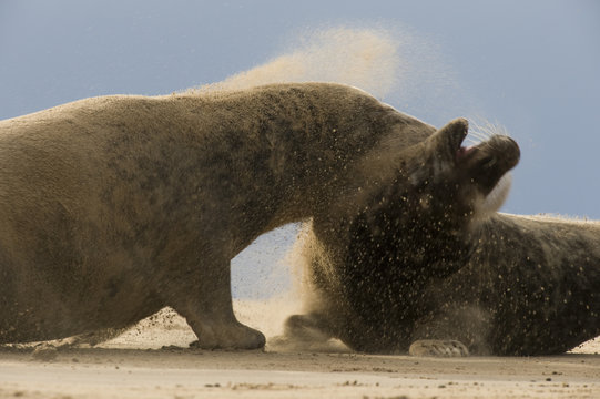 Grey seals (Halichoerus grypus) fighting, Donna Nook, Lincolnshire, UK, November 2008