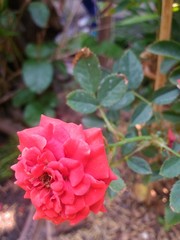 red rose flower and leaf