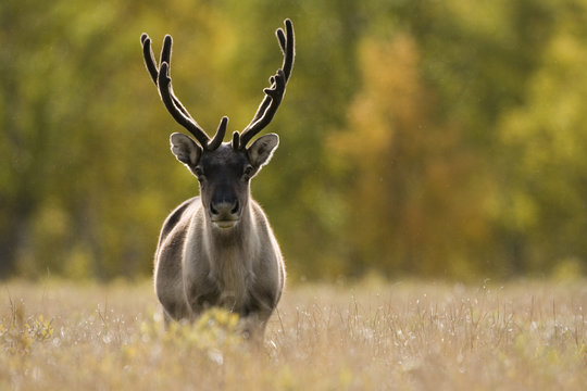 Reindeer (Rangifer tarandus) semi-domesticated, small scale herding by local Sami, Sarek National Park, Laponia World Heritage Site, Lapland, Sweden, September 2008