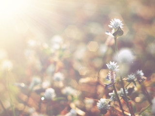 little white wild flowers meadow in the morning, vintage with soft style.