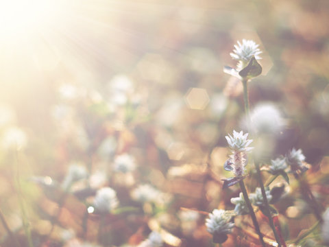 Fototapeta little white wild flowers meadow in the morning, vintage with soft style.