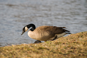 Family of geese enjoying the sunshine