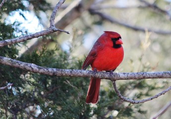 Cardinal