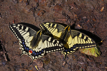 Swallowtail butterflies (Papilio machaon) sunning on a riverbank in Arkhyz section of the Teberdinsky biosphere reserve, Caucasus, Russia, July 2008