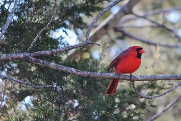 Cardinal