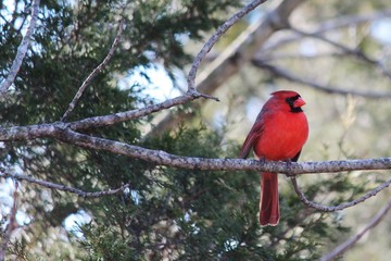 Cardinal