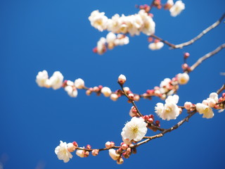 梅の花と青空