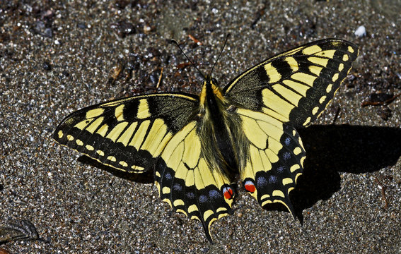 Swallowtail butterfly (Papilio machaon) sunning on a riverbank in Arkhyz section of the Teberdinsky biosphere reserve, Caucasus, Russia, July 2008