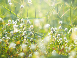 green grass and little white wild flowers meadow with soft style.