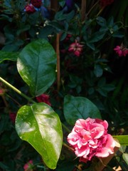 pink rose and green leaves