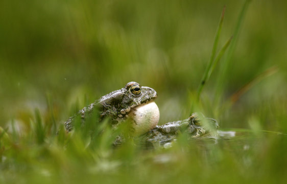 European green toads (Bufo viridis) mating with male calling, vocal sac inflated, in a pond (2,711m above sea level) Adylsu valley, side valley to Baksan valley and Elbrus, Caucasus, Russia, June 2008