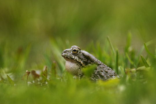 European green toad (Bufo viridis) calling, vocal sac inflated, in a pond (at 2,711m) Adylsu valley, side valley to Baksan valley and Elbrus, Caucasus, Russia, June 2008