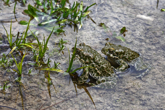 Two male European green toads (Bufo viridis) in pond (at 2,711m) Adylsu valley, side valley to Baksan valley and Elbrus, Caucasus, Russia, June 2008