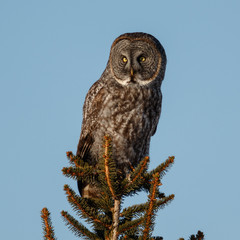 Great Gray Owl found in rural Ottawa, Canada is perching on top of a tree