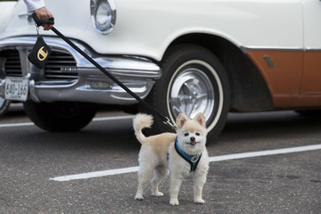 dog at car show 
