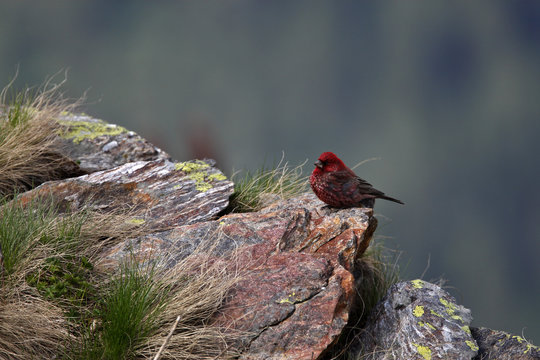 Old male Great rosefinch (Carpodacus rubicilla) on rock, Mount Cheget, Caucasus, Russia, June 2008