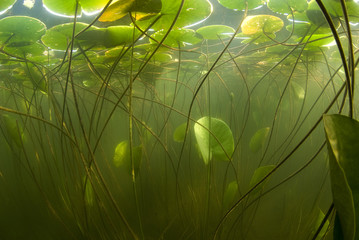 Fragrant water lilies (Nymphaea odorata) in Lake Skadar, Montenegro, May 2008