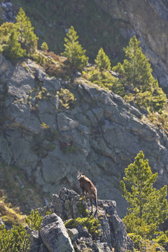 Male Tatra chamois (Rupicapra rupicapra tatrica) on rocky ridge near Arolla pines (Pinus cembra) Western Tatras, Carpathian Mountains, Slovakia, June 2009