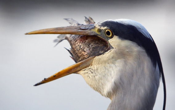 Grey Heron (Ardea cinerea) swallowing large fish, Pusztaszer, Hungary, May 2008