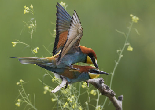 European Bee-eater (Merops apiaster) mating pair, Pusztaszer, Hungary, May 2008