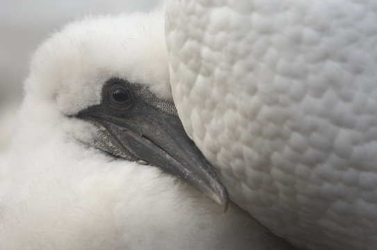 Northern gannet (Morus bassanus) chick, Bass Rock, Firth of Forth, Scotland, August 2009