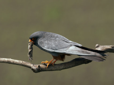 Red-footed Falcon (Falco vespertinus) male perched with vole prey, Hortobagy NP, Hungary