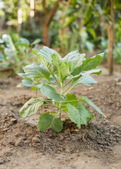 Cauliflower seedlings