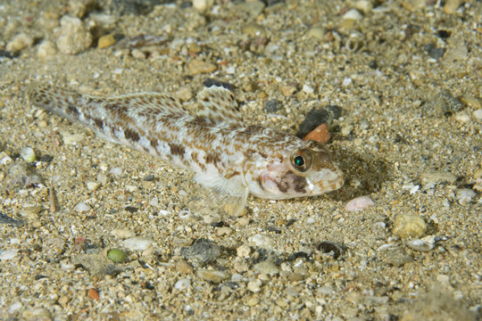 Slender goby (Gobius geniporus) resting on sand on seabed, Larvotto Marine Reserve, Monaco, Mediterranean Sea, July 2009
