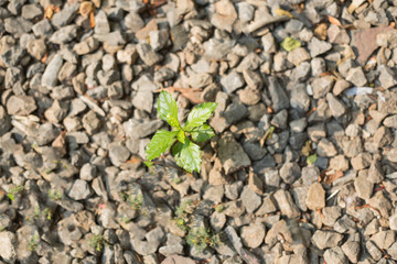 Tree growing on rocky ground