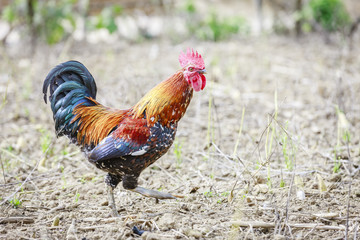 Rooster