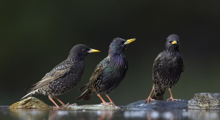 Three Common Starlings (Sturnus vulgaris) at water, Pusztaszer, Hungary, May 2008