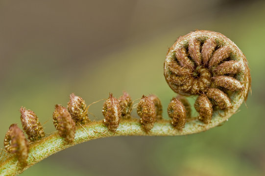 Tasmanian tree fern (Balantium antarcticum) Madeira, March 2009