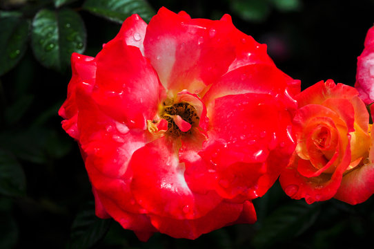 macro of red flower - Powered by Adobe