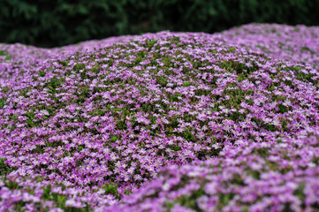 Obraz premium macro of many purple flowers