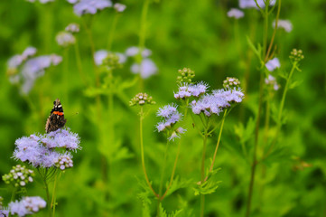 butterfly on flower in macro