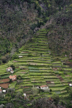 Strip cultivation in Madeira, March 2009