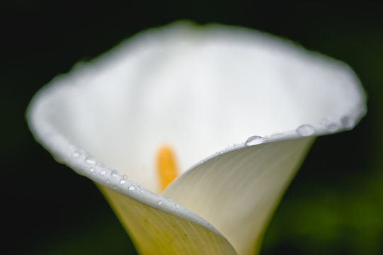 Cala / Arum lily (Zantedeschia aethiopica) flower with water droplets on  petal rim, Madeira, March 2009 foto de Stock | Adobe Stock