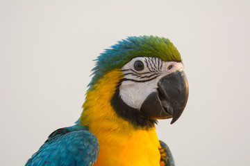 Head shot of Macaw bird
