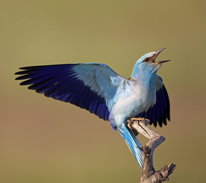 European Roller (Coracias garrulus) landing on branch, calling, Pusztaszer, Hungary, May 2008