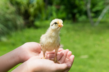 Babies chick, Little chicken,Rearing small chicks. Poultry farming. Agriculture.
