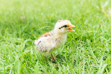 Babies chick, Little chicken,Rearing small chicks. Poultry farming. Agriculture.