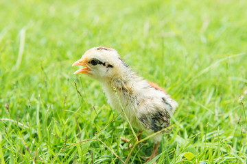 Naklejka na ściany i meble Babies chick, Little chicken,Rearing small chicks. Poultry farming. Agriculture.