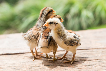 Babies chick, Little chicken,Rearing small chicks. Poultry farming. Agriculture.