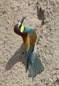 European Bee-eater (Merops apiaster) digging out nest hole in sandy bank, Pusztaszer, Hungary, May 2008