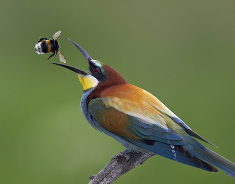 European Bee-eater (Merops apiaster) catching bumblebee in beak, Pusztaszer, Hungary, May 2008. WWE BOOK. WWE OUTDOOR EXHIBITION *PRESS IMAGE. Magic Moments book plate.