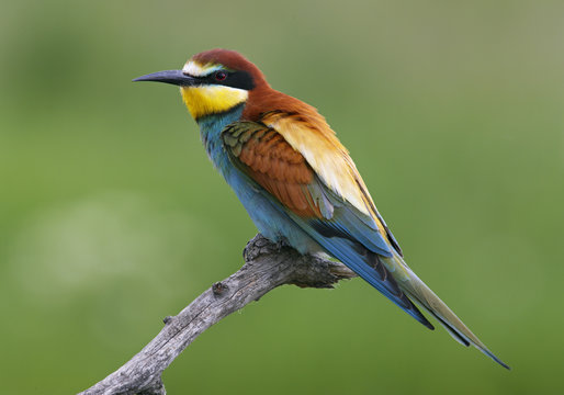 European Bee-eater (Merops apiaster) perched, Pusztaszer, Hungary, May 2008