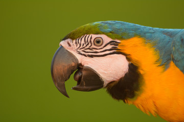 Head shot of Macaw bird