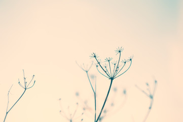 Wild herbs against the sky. Macro image, selective focus