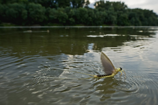 Tisza mayfly (Palingenia longicauda)taking off from water, Tisza river, Hungary, June 2009