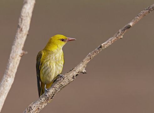 Golden Oriole (Oriolus oriolus) perched, Pusztaszer, Hungary, May 2008